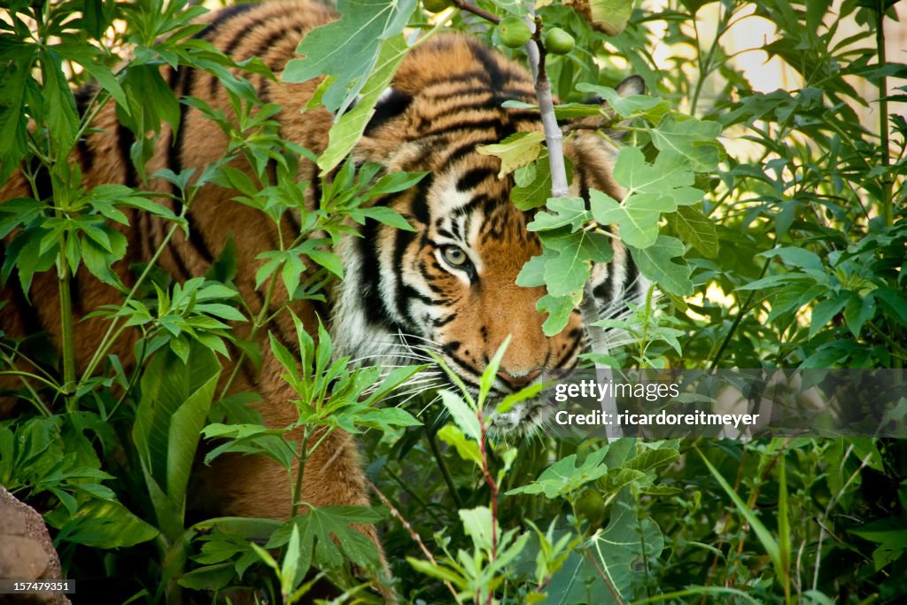 Stalking Malayan Tiger peers through the branches