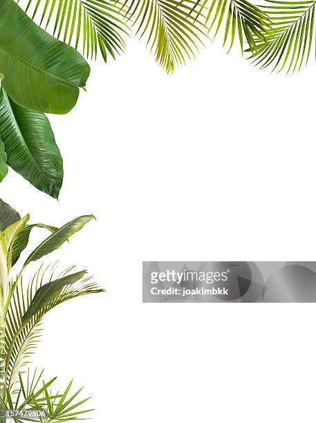 hojas tropical marco aislado en blanco con espacio de copia - árbol tropical fotografías e imágenes de stock