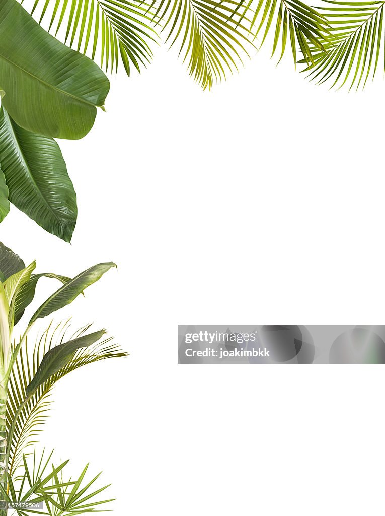 Tropical leaves frame isolated on white with copy space