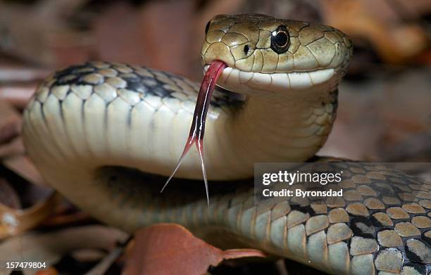 serpiente venomous - cultura australiana fotografías e imágenes de stock