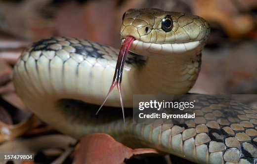 Venomous snake Venomous snake