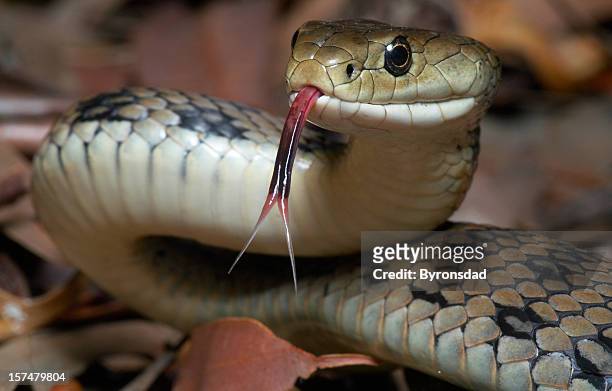 venomous snake - sticking out tongue stock pictures, royalty-free photos & images