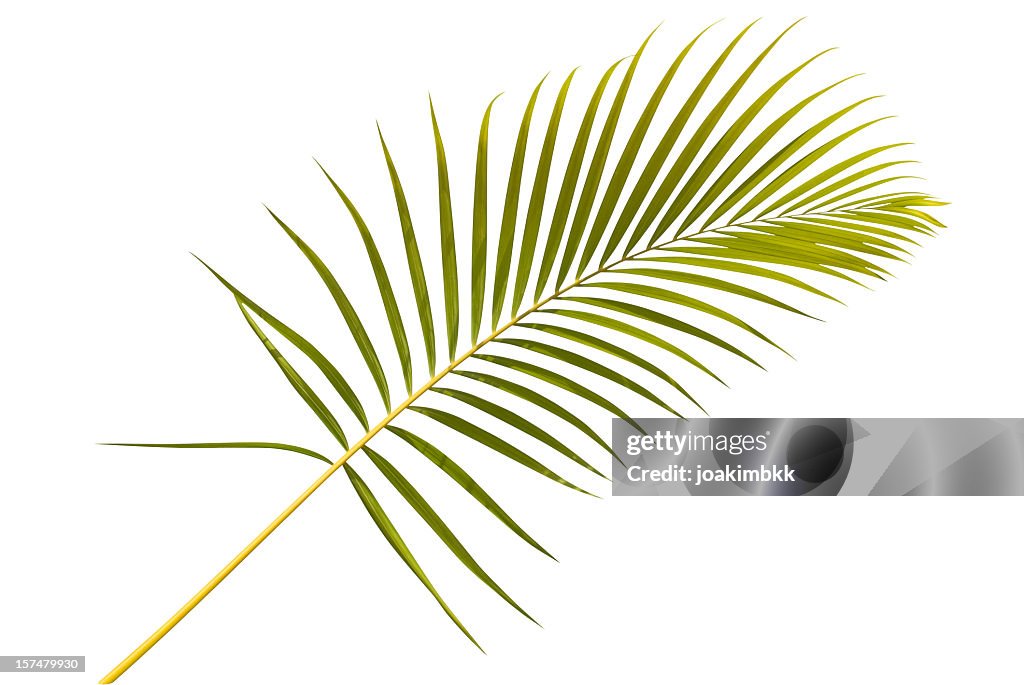 Tropisches Grün palm leaf, isoliert auf weiss Mit clipping path