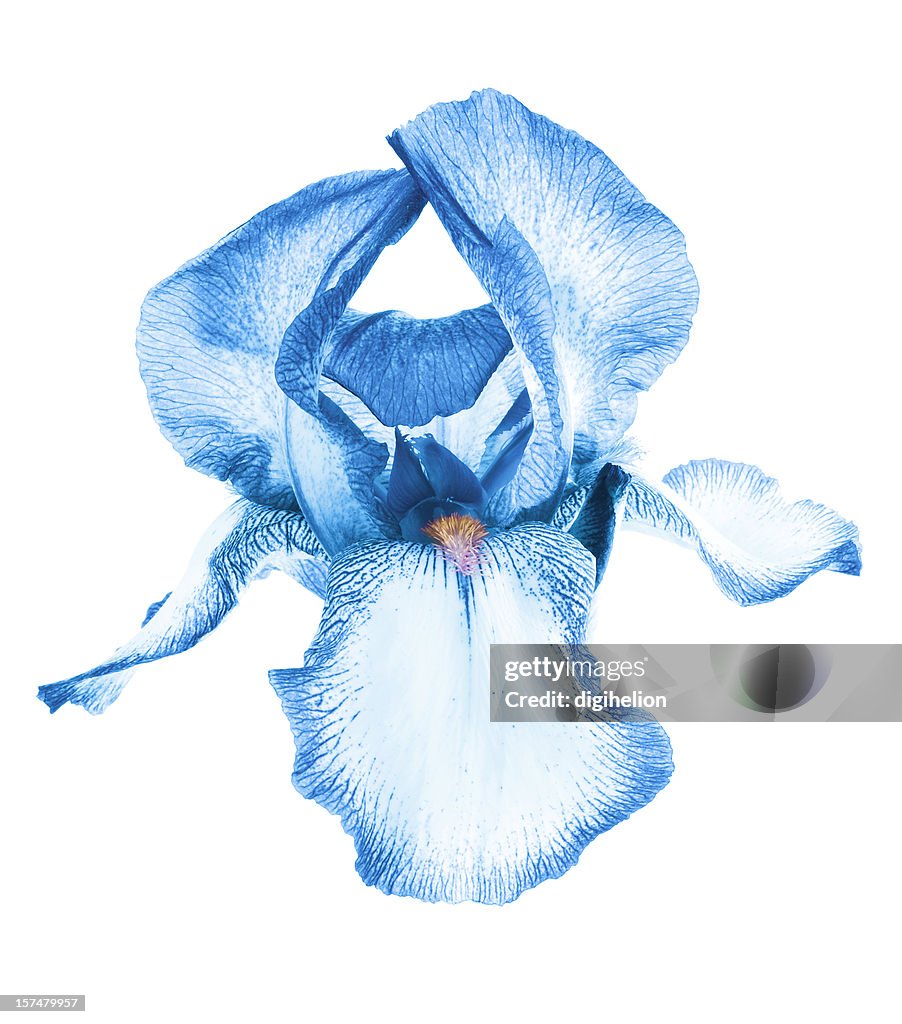 Exotic blue iris flower on white background
