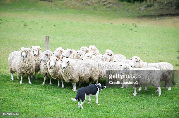 sheep dog - sheep dog stock pictures, royalty-free photos & images