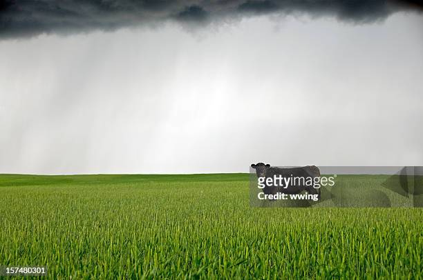 cow. und schwarze wolken über wheat field - aberdeen angus stock-fotos und bilder