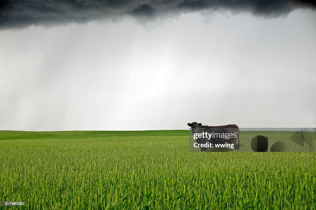Cow... and Black Cloud Over a Wheat Field