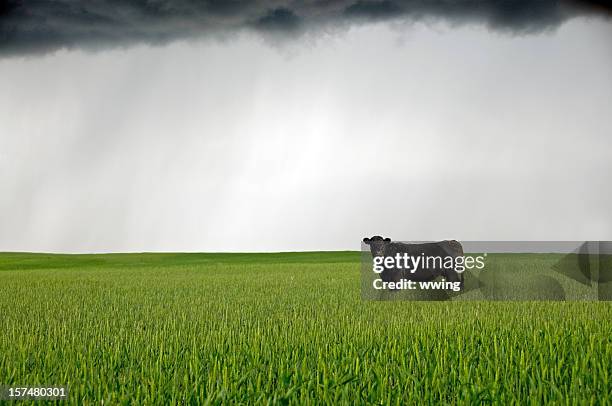 cow... and  black cloud over a wheat field - angus stock pictures, royalty-free photos & images