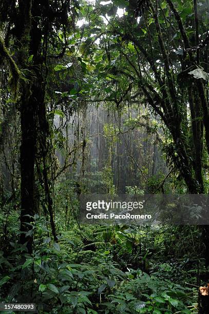 foresta pluviale - foresta pluviale di monteverde foto e immagini stock