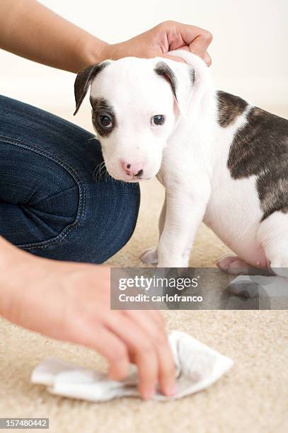 pit bull puppie's first accident - pissing stock pictures, royalty-free photos & images