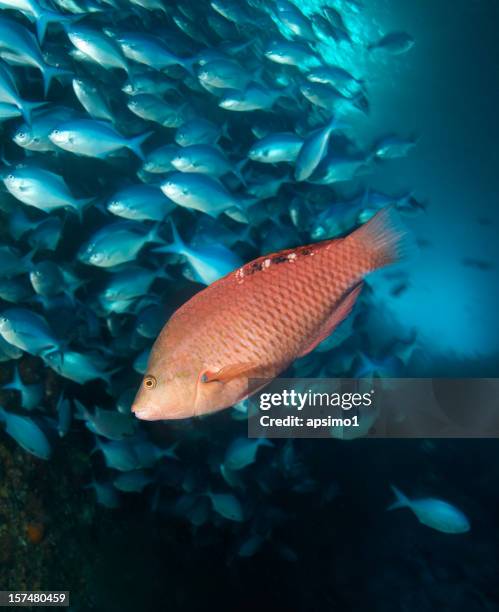 pez cerdo rojo - redfish fotografías e imágenes de stock