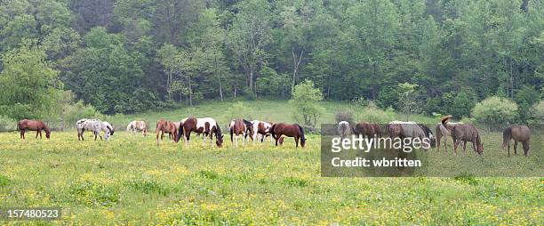horses in the smoky mountains (xxxl) - gatlinburg stock pictures, royalty-free photos & images