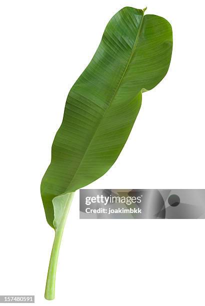 close-up of green banana leaf with clipping path on white - banana leaf stock pictures, royalty-free photos & images