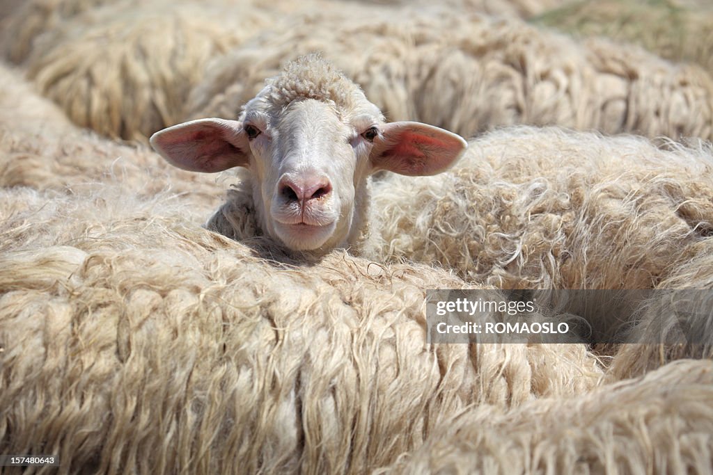 Sheep standing out from the crowd, Tuscany Italy