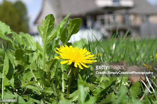 dandelion season - uncultivated stock pictures, royalty-free photos & images