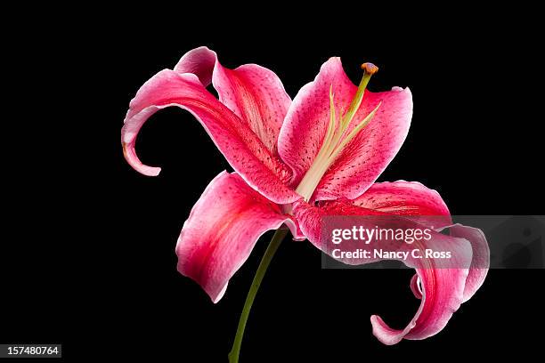 stargazer lily, magenta, single flower, close-up, isolated-on-black, copyspace - lily stock pictures, royalty-free photos & images