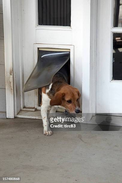 chien beagle de passage à rabat - trappen photos et images de collection