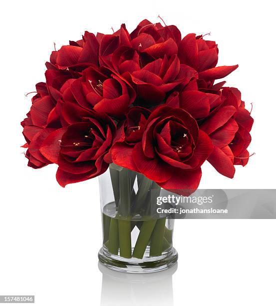 red amaryllis bouquet on white background - amaryllis stock pictures, royalty-free photos & images