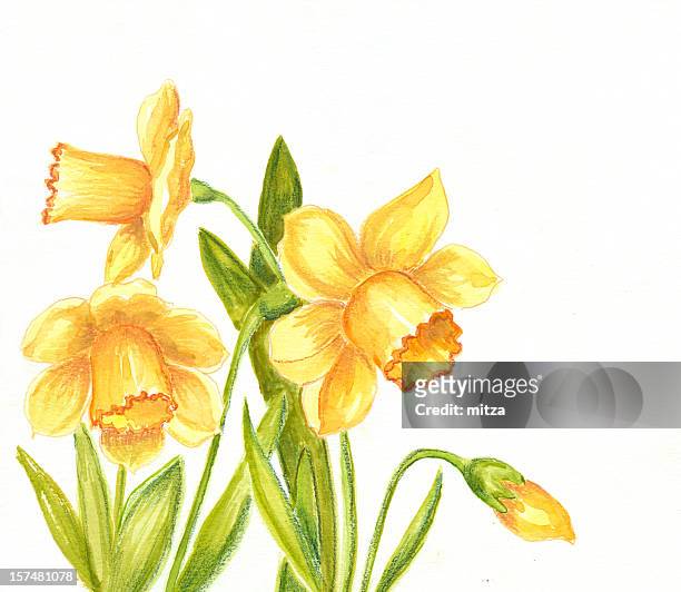 白背景で daffodils 図面 - daffodil点のイラスト素材／クリップアート素材／マンガ素材／アイコン素材