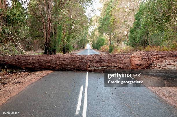 albero caduto blocco road - percorso ad ostacoli foto e immagini stock