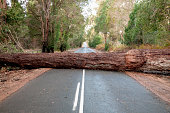 Fallen Tree Blocking Road