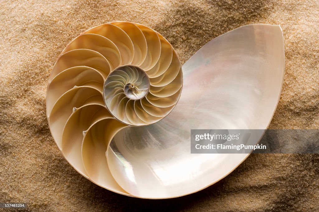 Seashell - Chambered Nautilus Shell on Sand.