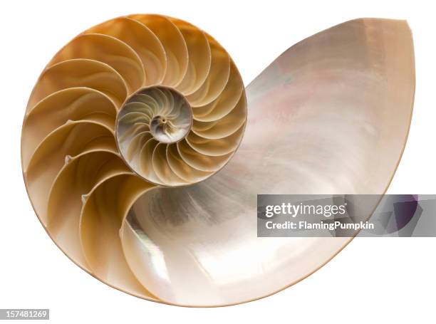 concha de mar-chambered nautilus carcasa. clipping path (borde de corte). - concha parte del cuerpo animal fotografías e imágenes de stock