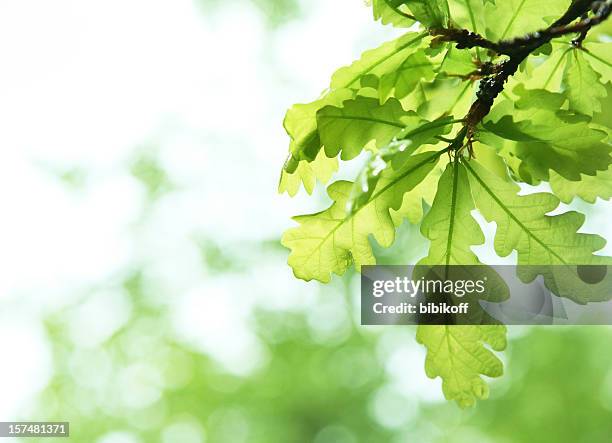 スプリング verdure - oaks day ストックフォトと画像