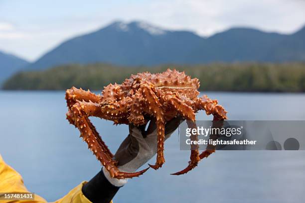 alaska king crab - crab seafood stockfoto's en -beelden