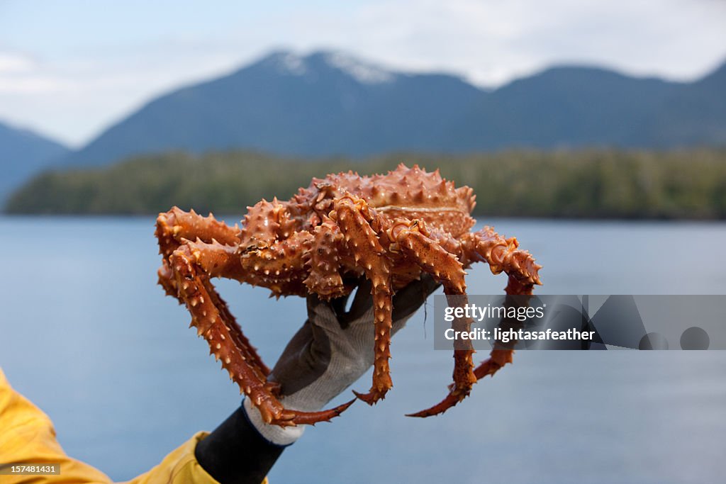 Alaska King Crab