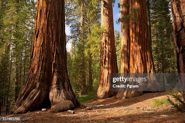 giant trees reach the sky - sequoia national park 個照片及圖片檔