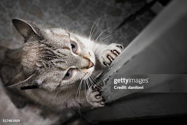 sharpening claws - klauw-lichaamsdeel-van-dieren stockfoto's en -beelden