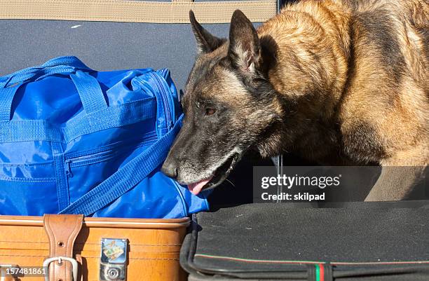 sniffer dog - belgian malinois stock pictures, royalty-free photos & images