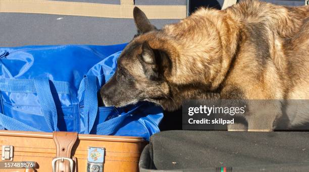 sniffer dog - speurhond stockfoto's en -beelden