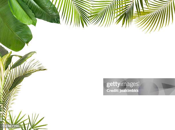 tropical leaves frame isolated on white with copy space - palm leaf on white stock pictures, royalty-free photos & images