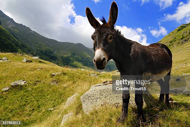 close up of a donkey on a grassy mountain - ass stock pictures, royalty-free photos & images
