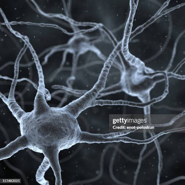 1,593 Small Brain Stock Photos, High-Res Pictures, and Images - Getty ...