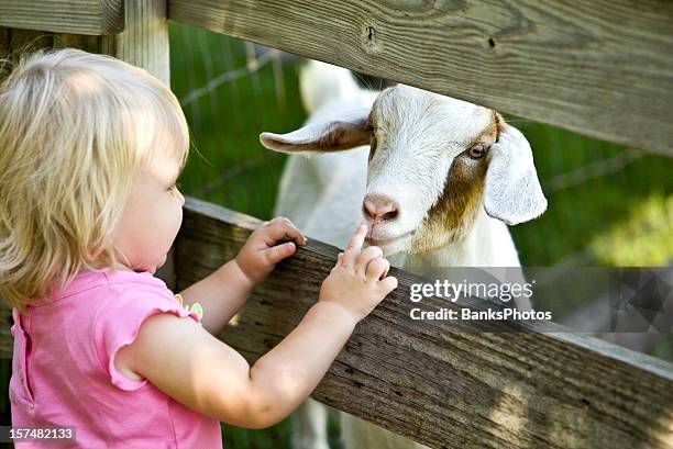 zoológico interactivo niño y caprino - zoo fotografías e imágenes de stock