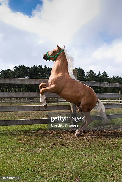 horse rampant - horse rearing up stock pictures, royalty-free photos & images