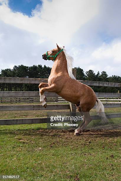 cavalo rampante - horse rearing up imagens e fotografias de stock