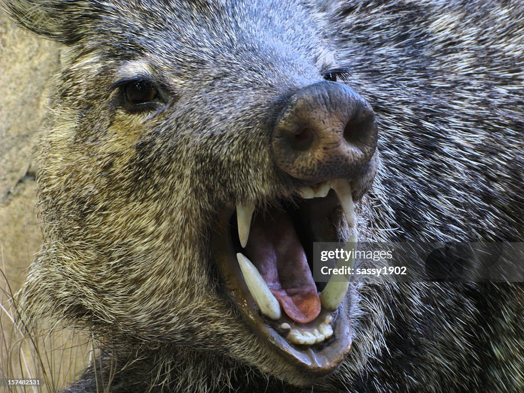 Javelina enojado jabalíes cerdo pecarí Fangs