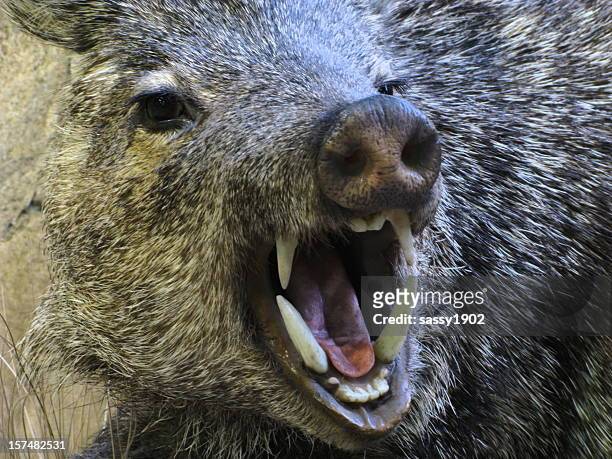 javelina angry boar pig peccary fangs - boar stockfoto's en -beelden