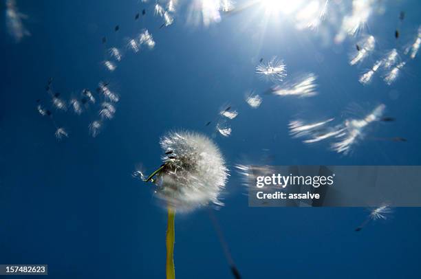 dandelion seeds blowing into the sun - dandelion seed stock pictures, royalty-free photos & images