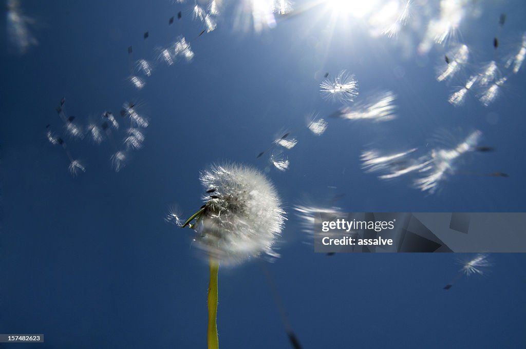 Dandelion seeds blowing into the sun