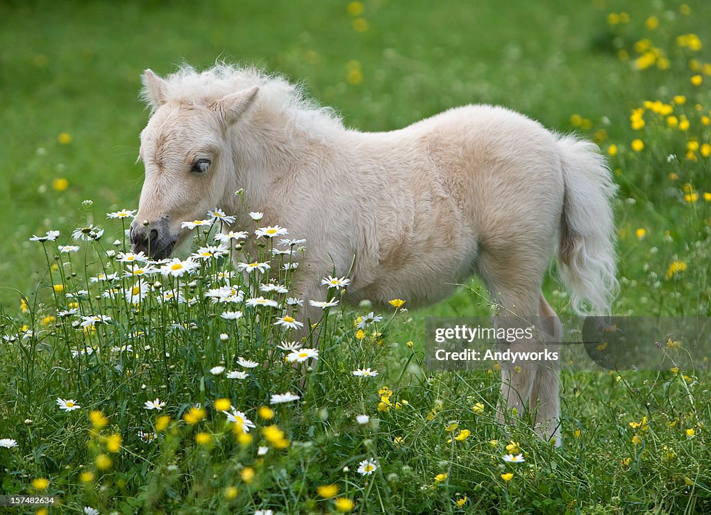 Falabella Foal Surrounded By Flowers