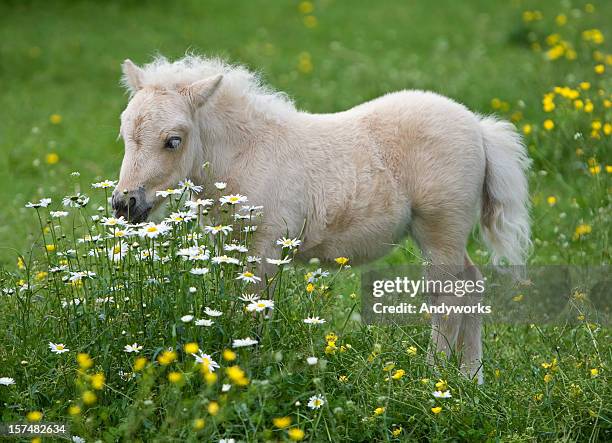 falabella foal surrounded by flowers - föl bildbanksfoton och bilder