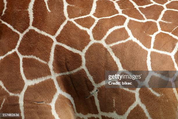 giraffe pattern - giraffe stockfoto's en -beelden