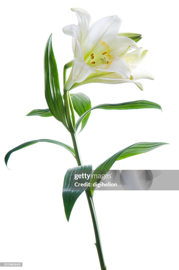 Beautiful lily flower on white.