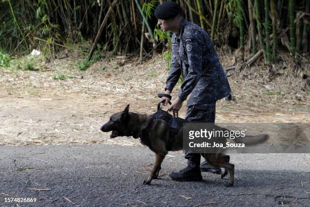 dressage de chiens pour le travail policier - german shepherd angry photos et images de collection