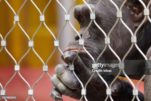 monkey (chimpanzee) and cage - zoo cage stock pictures, royalty-free photos & images